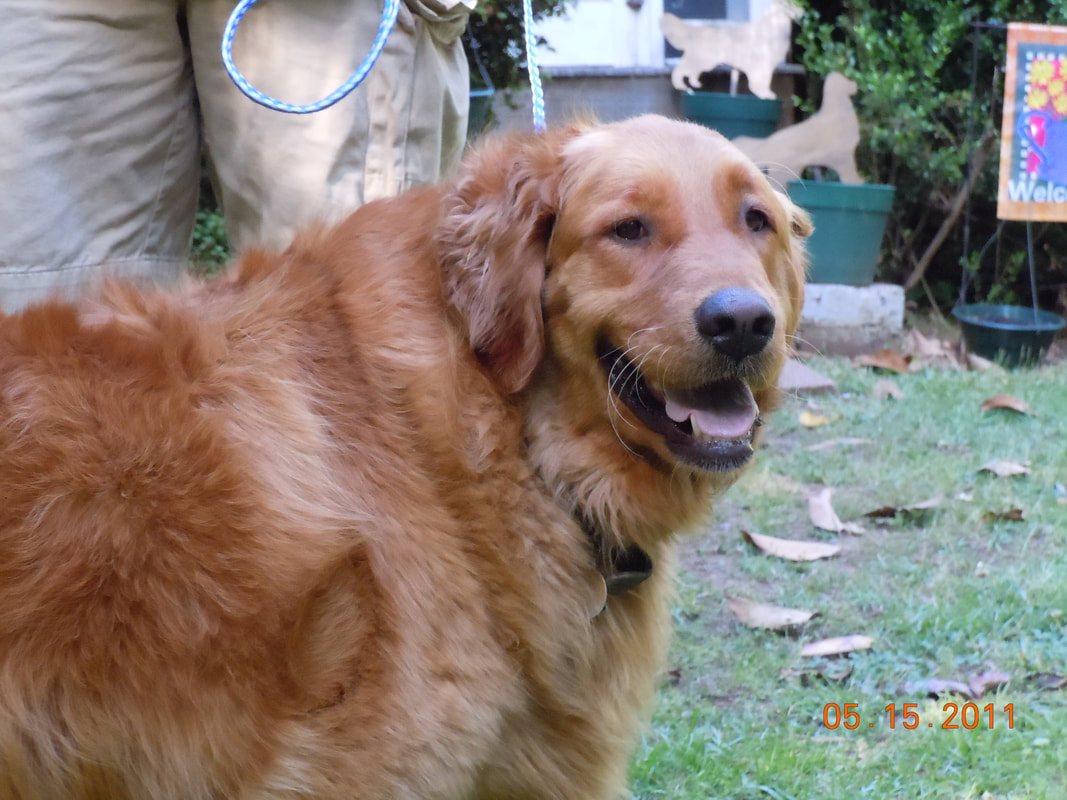 Midlands Golden Rescue 2024 callski